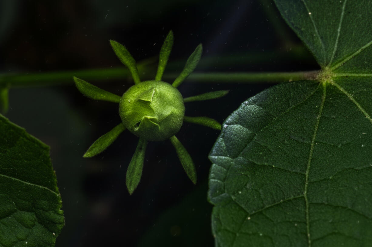 The Shape of Becoming